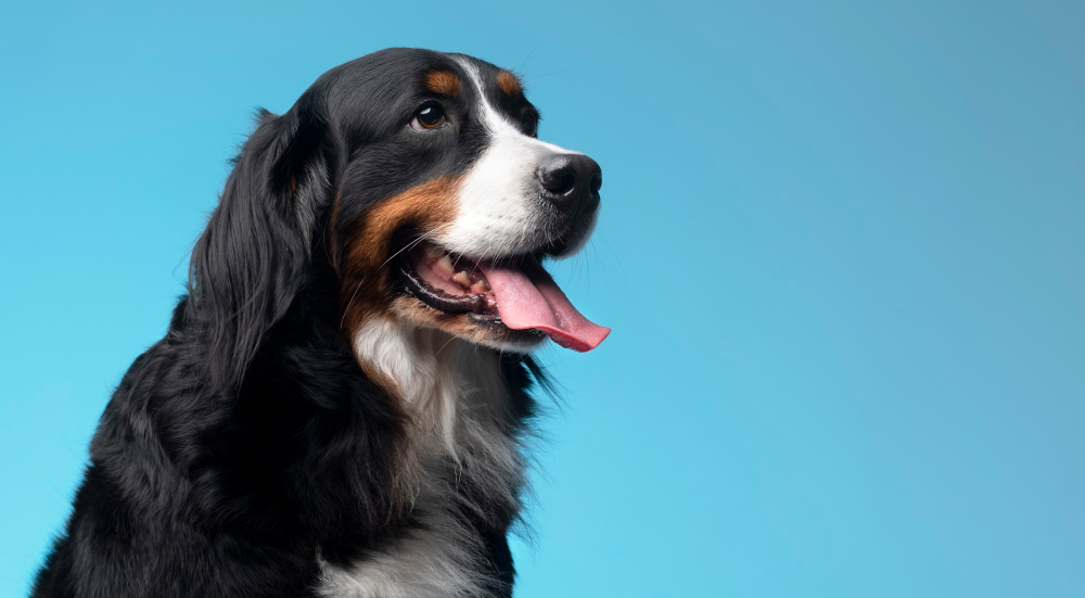 Como identificar problemas renais em pets e agir a tempo? Como identificar problemas renais em pets e agir a tempo